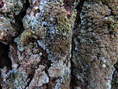 Physconia perisidiosa