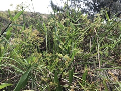 Cyperus haspan juncoides