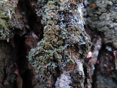 Physconia perisidiosa