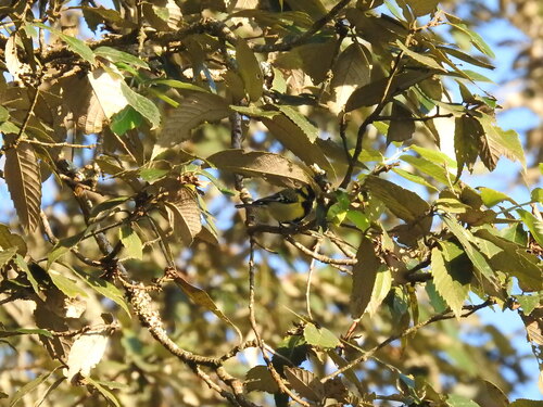Banj (Quercus leucotrichophora)