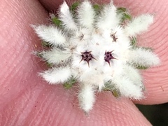 Phylica keetii mollis