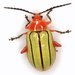 Escarabajos Pulga - Photo (c) Mike Quinn, Austin, TX, algunos derechos reservados (CC BY-NC), uploaded by Mike Quinn, Austin, TX