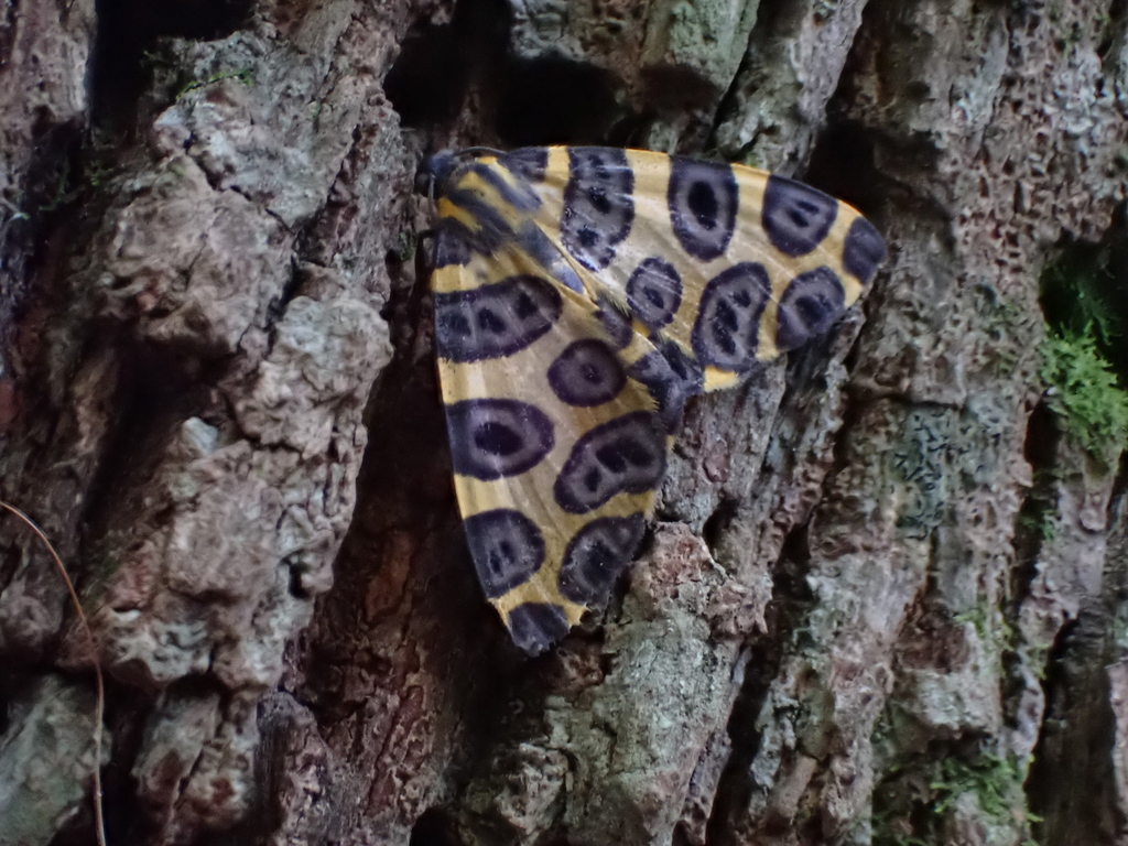 Pantherodes unciaria