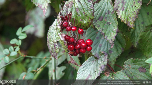 Birchleaf viburnum (Viburnum betulifolium)