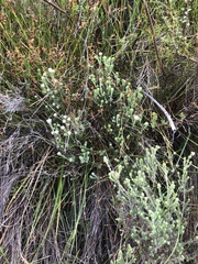 Phylica keetii mollis