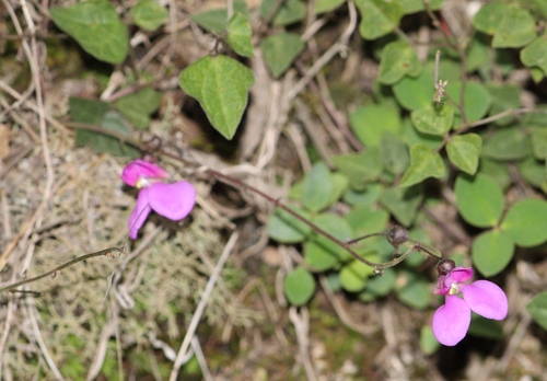 Phaseolus pedicellatus var. grayanus