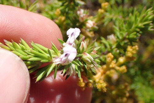 Heathy Purplegorse (Muraltia ericifolia)