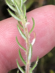 Phylica keetii mollis