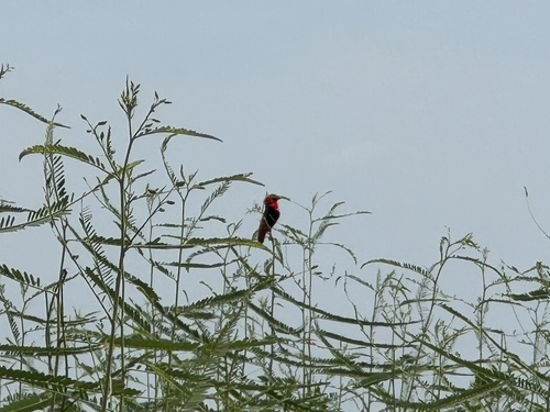Northern Red Bishop