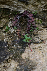 Epilobium gracilipes