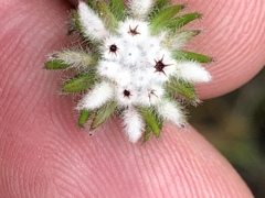 Phylica keetii mollis