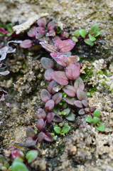 Epilobium gracilipes