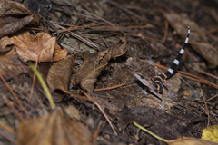 Spotted Ground Gecko photo 2