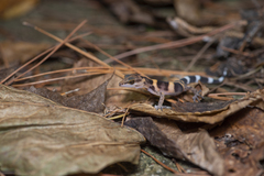 Spotted Ground Gecko photo 3