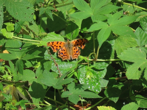 Photo of Asian Comma (Polygonia c-aureum)