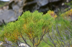 Veronica cupressoides