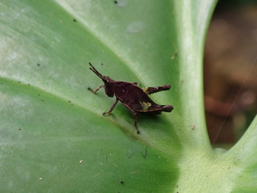 Xyronotus aztecus