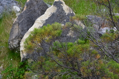 Veronica cupressoides