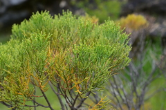Veronica cupressoides