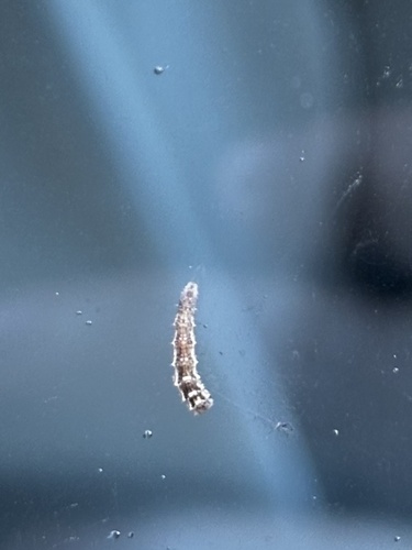 Unknown species found near Natchez Trace Pkwy, Franklin, TN, US