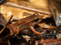 Stephen's Rocket Frog photo 3