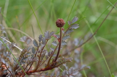Acaena saccaticupula