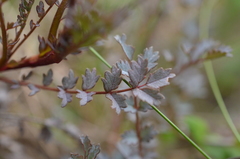 Acaena saccaticupula