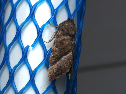 Joe-Pye Weed Borer Moth photo 2