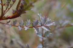 Acaena saccaticupula