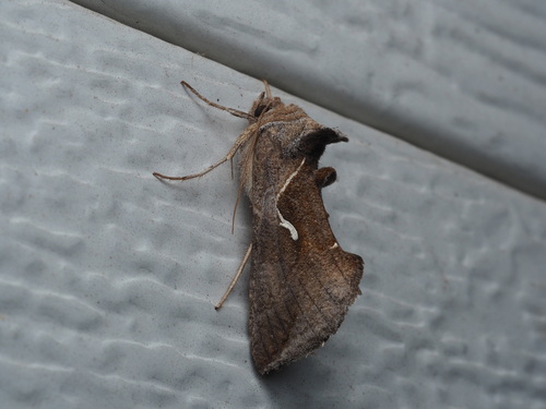 Celery Looper Moth photo 5