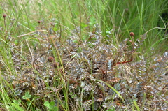 Acaena saccaticupula