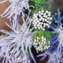 Tamaulipa azurea