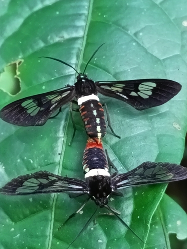 Autochloris cincta