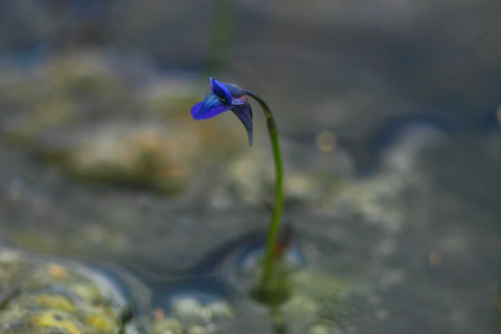 Utricularia tortilis Welw. ex Oliv.