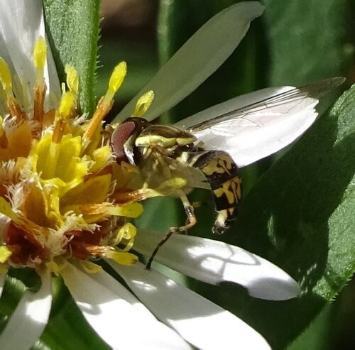Unknown species found near Rogers, MN, USA
