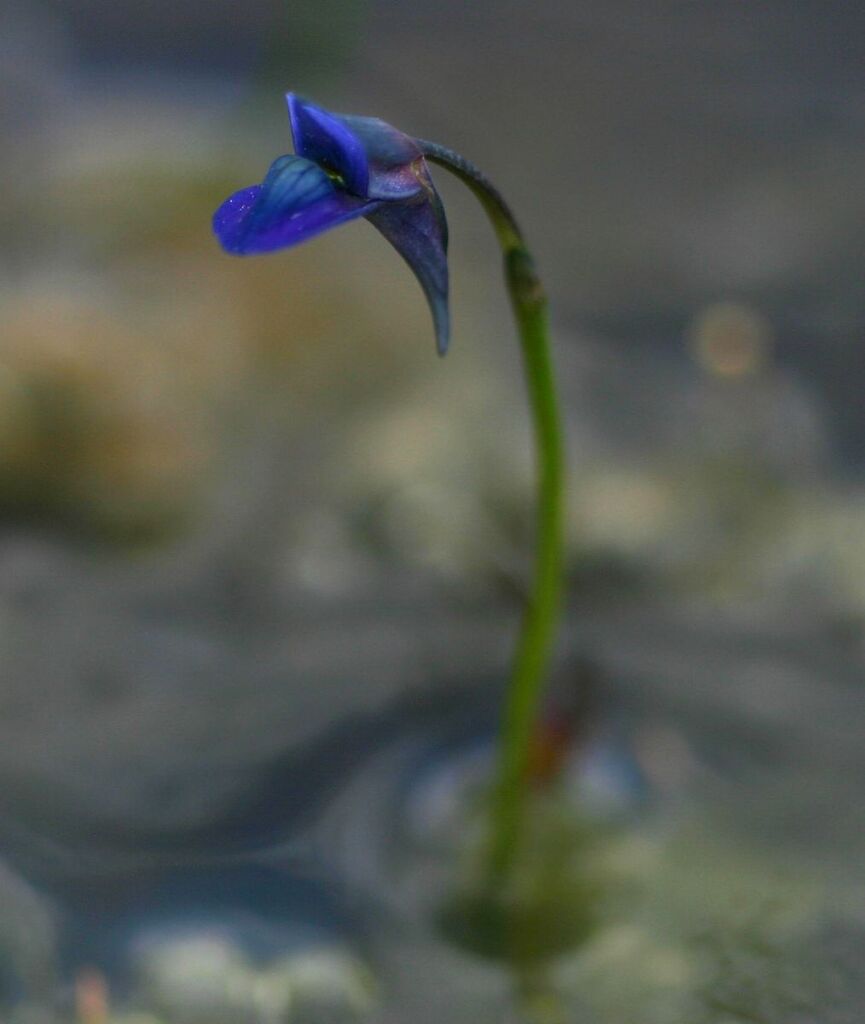 Utricularia tortilis Welw. ex Oliv. 2
