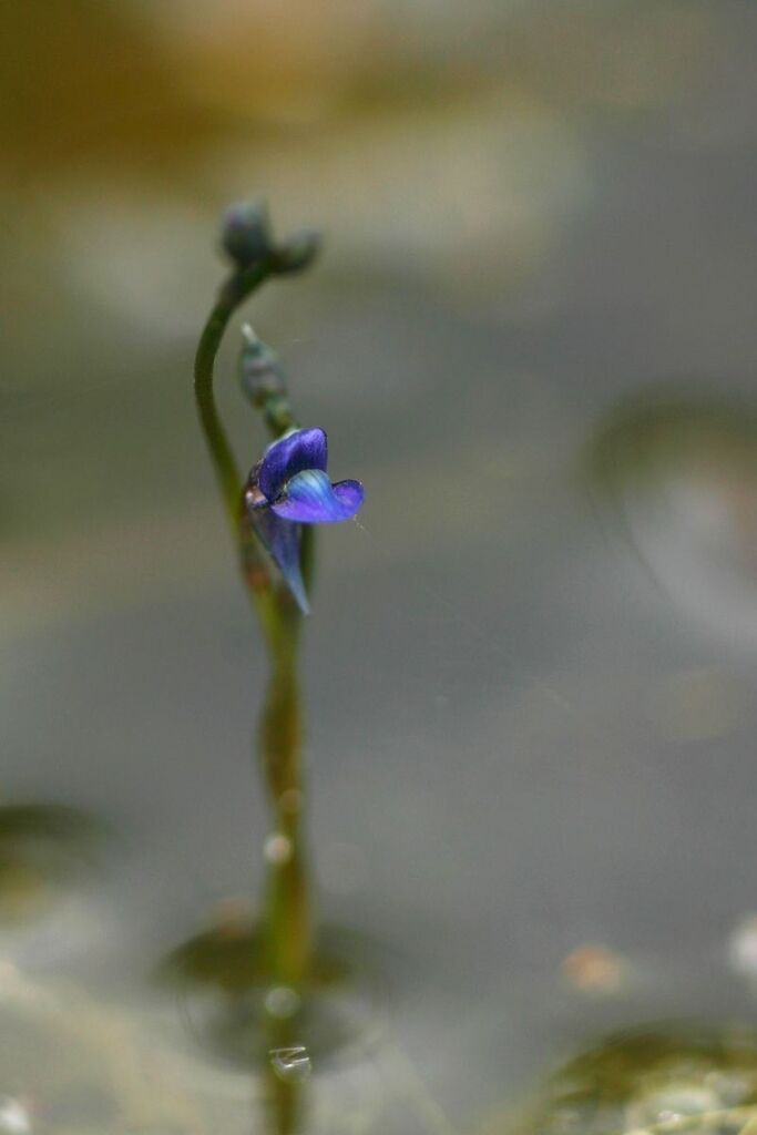 Utricularia tortilis Welw. ex Oliv. 3