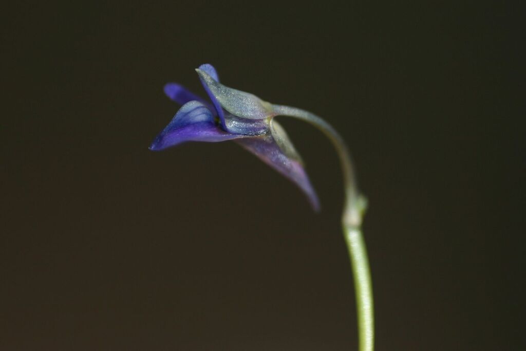 Utricularia tortilis Welw. ex Oliv. 4