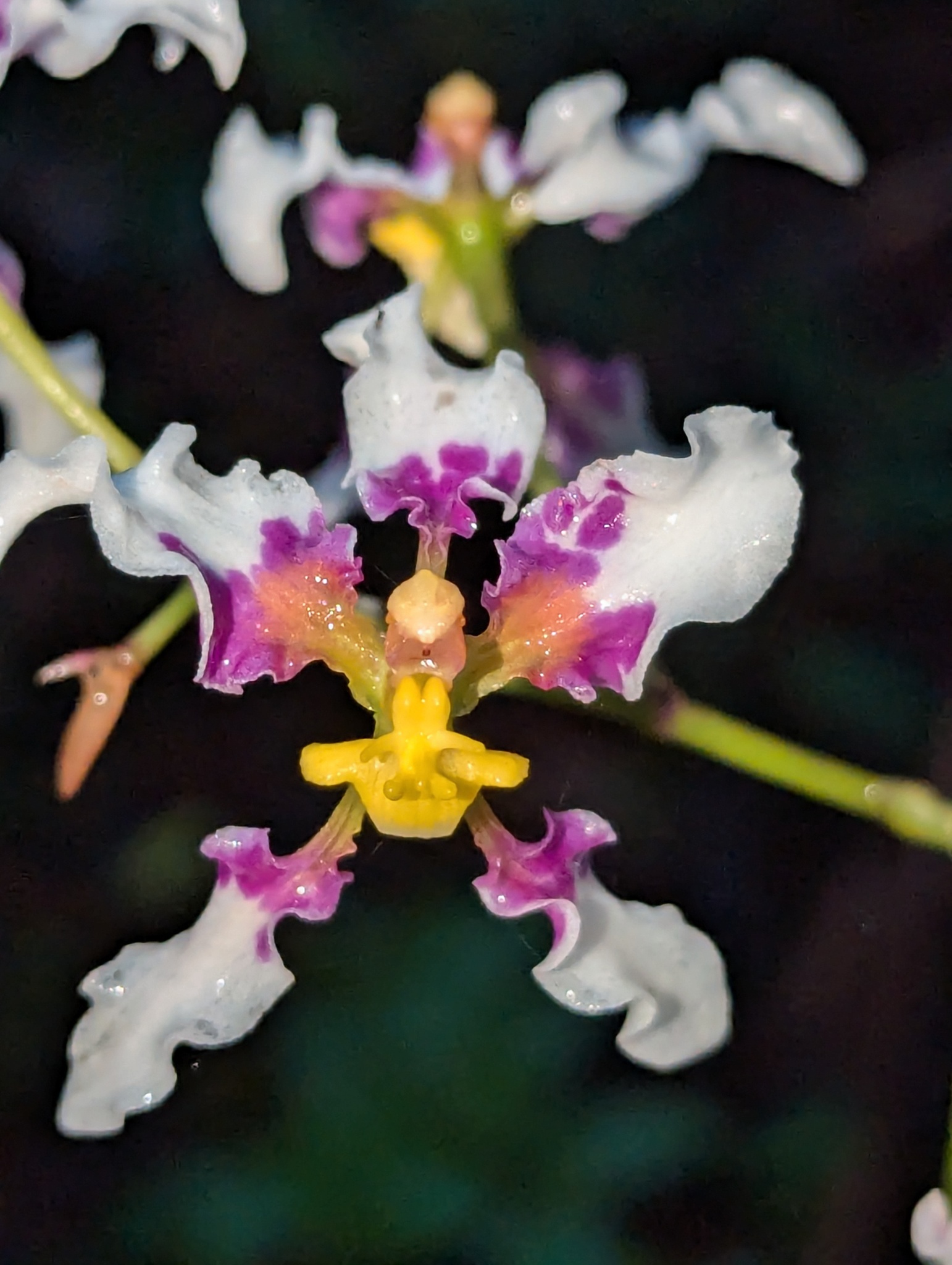 Cyrtochilum dipterum (Lindl.) Kraenzl.