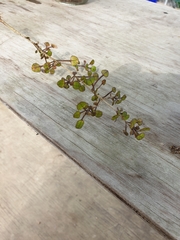 Coprosma spathulata