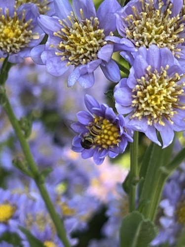 Unknown species found near Cincinnati Zoo & Botanical Garden, Cincinnati, OH, US