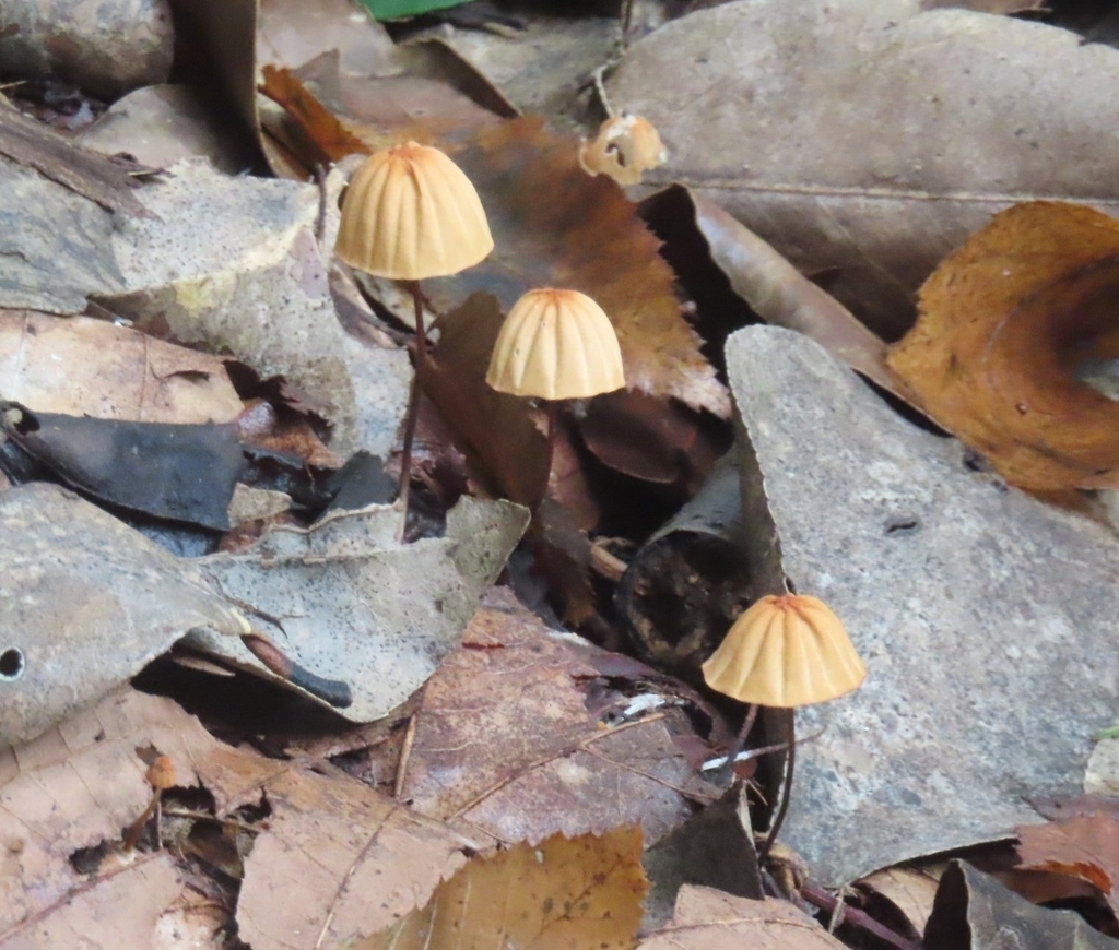 Marasmius siccus · October 2025 · photo: © mami_t_t (iNaturalist, cc-by)