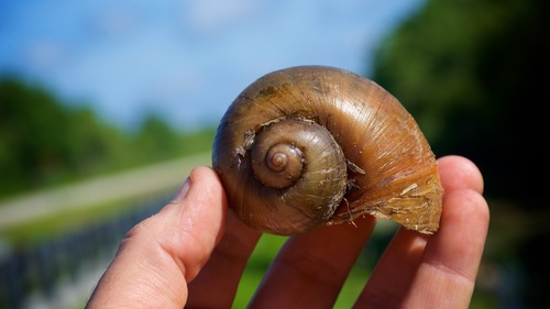 Ampullariidae image