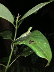 Anolis gemmosus