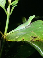 Anolis gemmosus