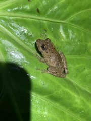 Pristimantis labiosus