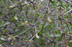 Clematis quadribracteolata