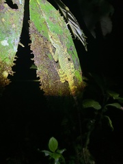 Anolis aequatorialis