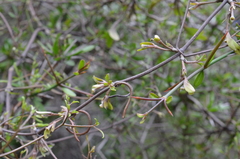 Clematis quadribracteolata