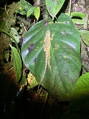 Anolis aequatorialis